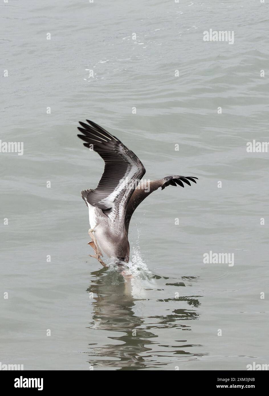 Pesca, Brown pelican, Braunpelikan, Pélican brun, Pelecanus occidentalis, barna gödény, Puerto López, Provincia di Manabí, Ecuador, Sud America Foto Stock