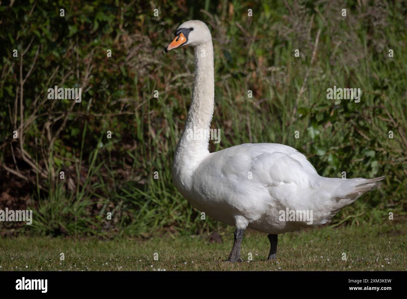 Un primo piano di un cigno muto, Cygnus olor. Si tratta di una fotografia a tutta lunghezza, mentre l'uccello si trova sull'erba con uno sfondo sfocato e fuori fuoco Foto Stock