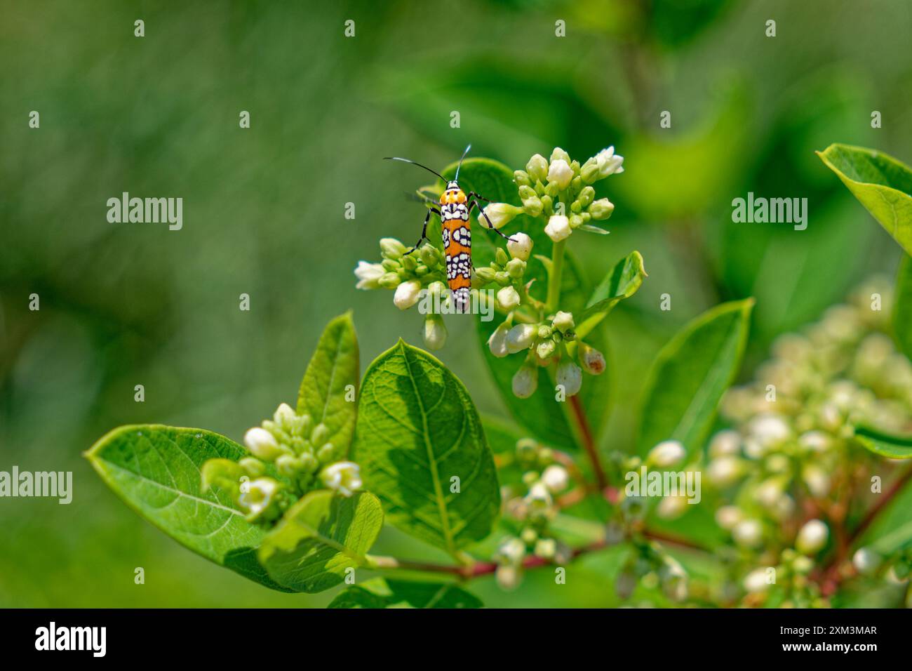 Vista sul retro della falena delle ragnatele di Ailanthus, di colore arancione brillante, ravvivata sui boccioli di fiori di una pianta di alghe del latte in un campo in estate Foto Stock