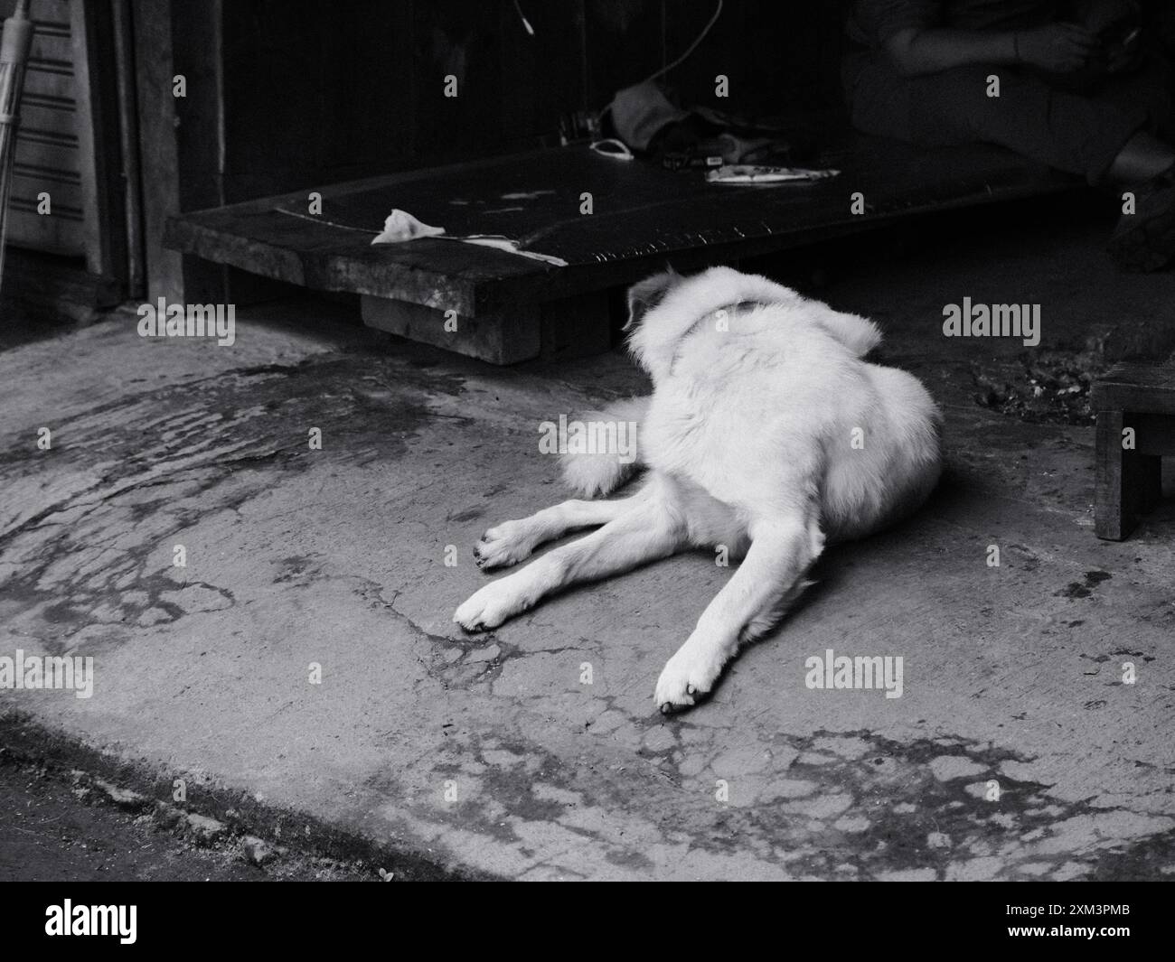 Un cane bianco giace a terra di fronte a un edificio. Il cane sembra stanco e si sta sdraiando Foto Stock