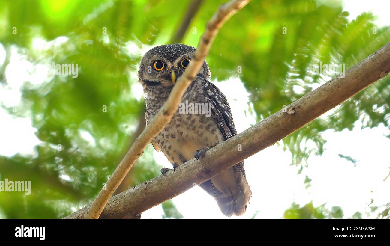 Accattivante primo piano di gufo maculato arroccato sul ramo dell'albero Foto Stock