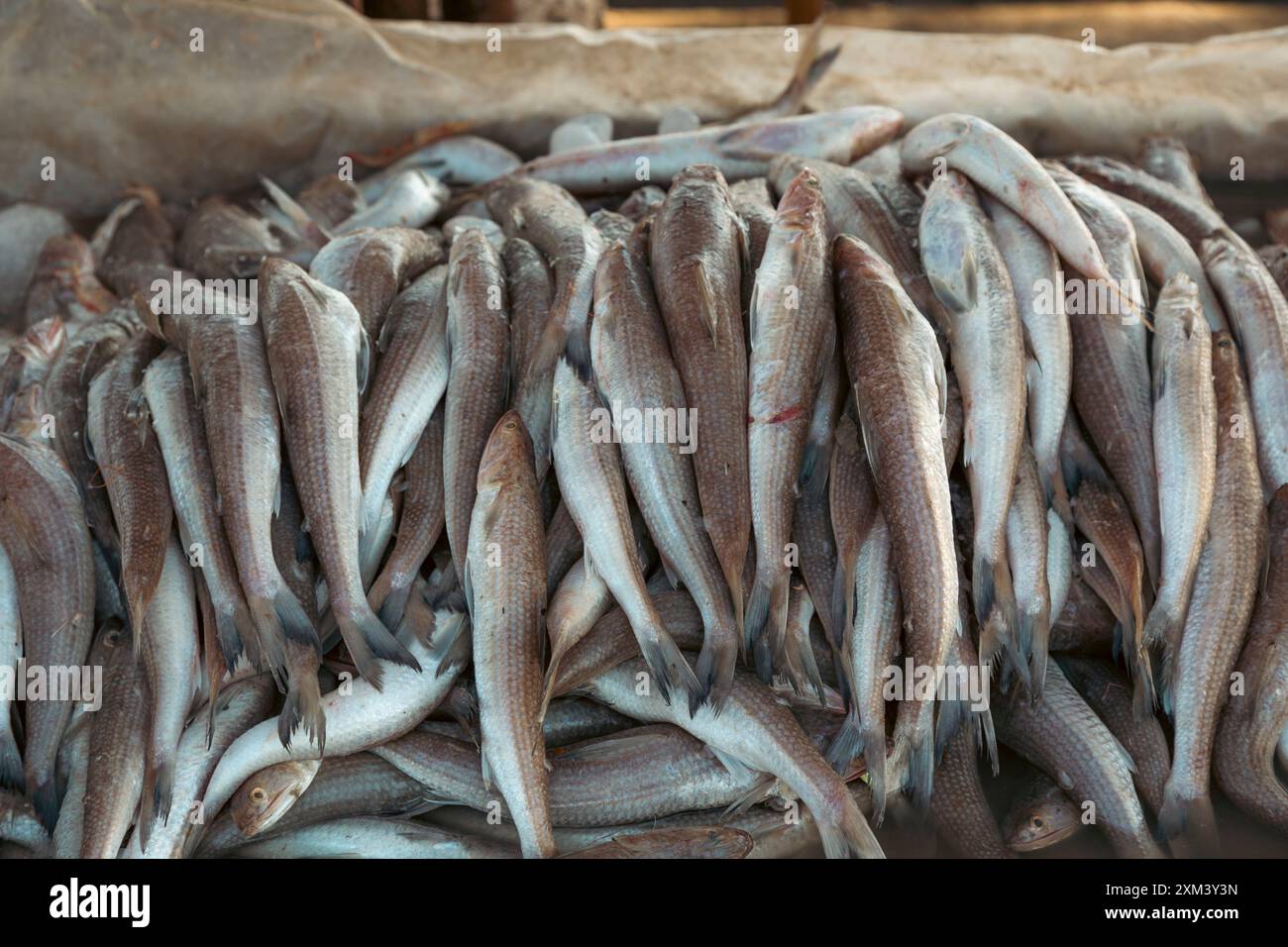 Pesce appena pescato in un mercato alimentare quotidiano, fonte di proteine sane. Foto Stock