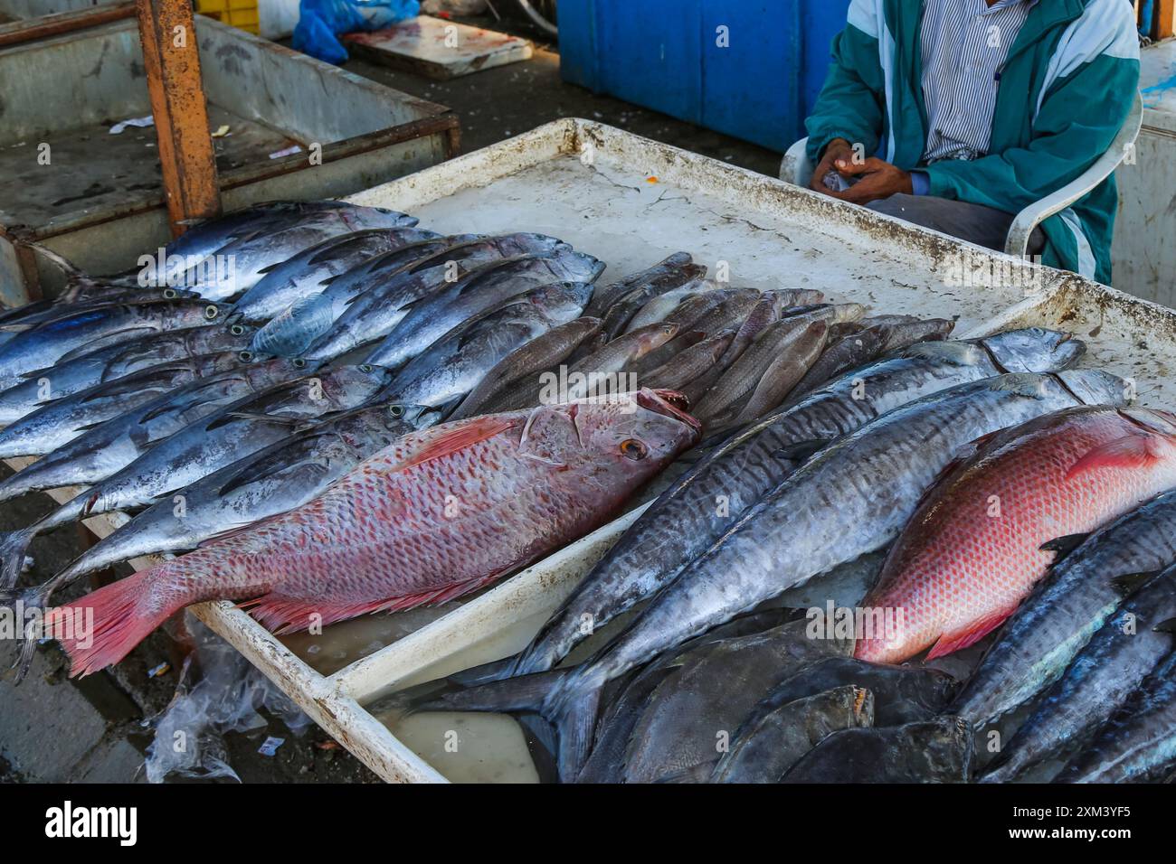 Pesce appena pescato in un mercato alimentare quotidiano, fonte di proteine sane. Foto Stock