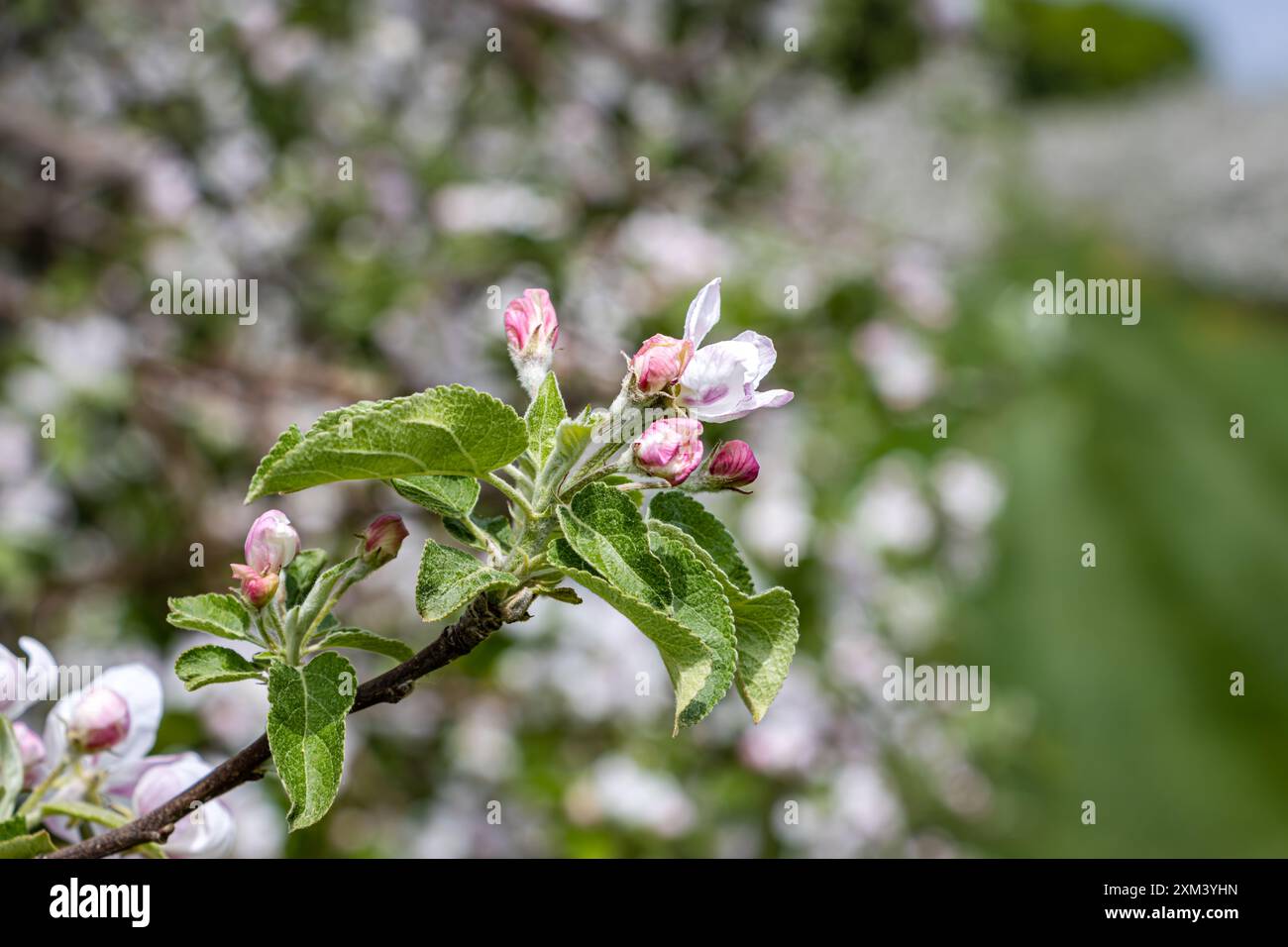 Vista ravvicinata dei primi fiori di melo in fiore. Fiori bianchi e rosa, che iniziano ad aprirsi. Foto Stock