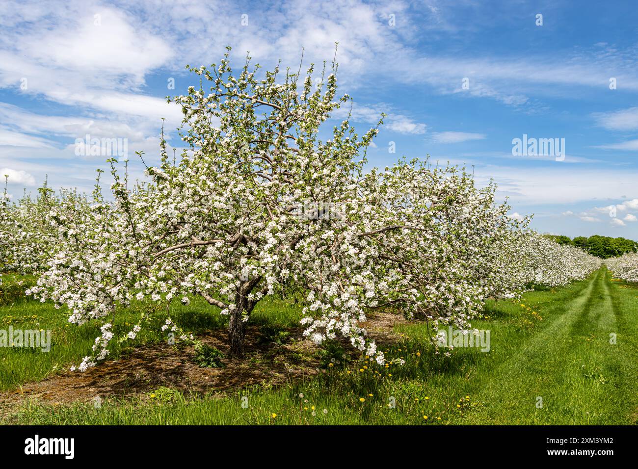 Mela piena di fiori bianchi in fiore con molti altri alberi in fiore sullo sfondo. Corsia del trattore a destra. Foto Stock