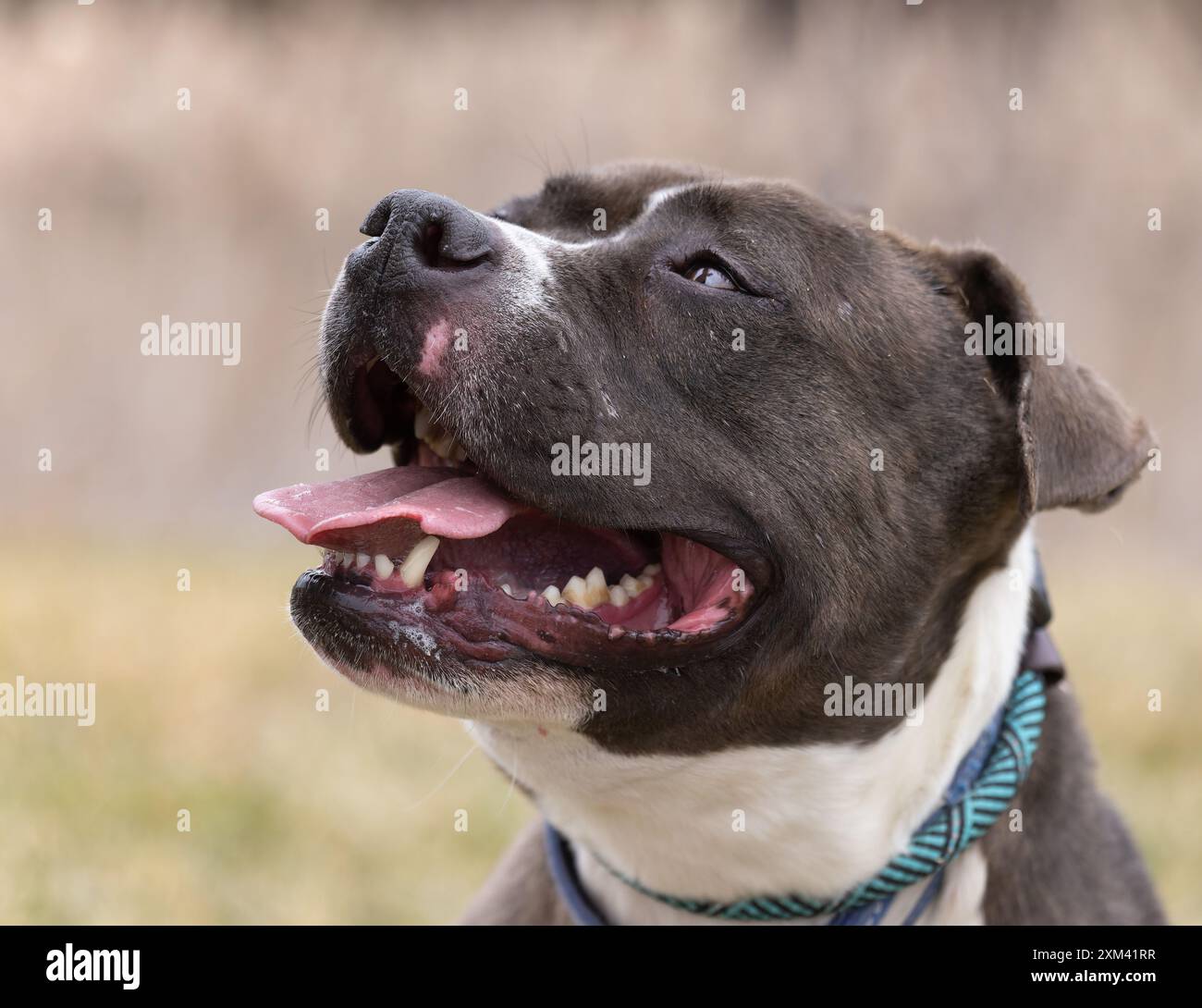 Pit Bulls adottabili nei rifugi per animali Foto Stock