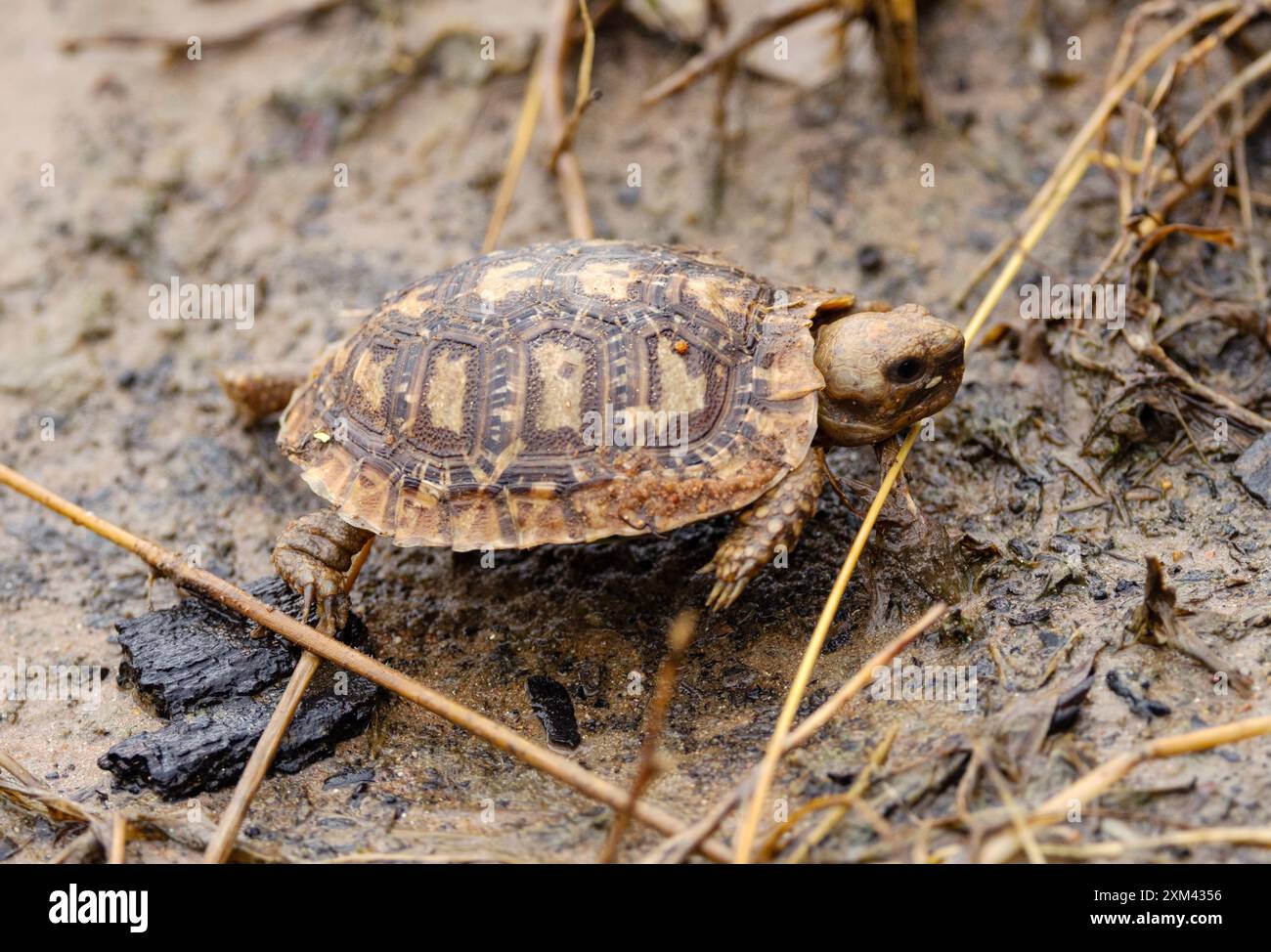 Una Pancake Tartaruga appena schiusa si dirige verso la sicurezza degli affioramenti rocciosi dei cuccioli di granito, il loro habitat ideale in cui sono endemici. A. Foto Stock