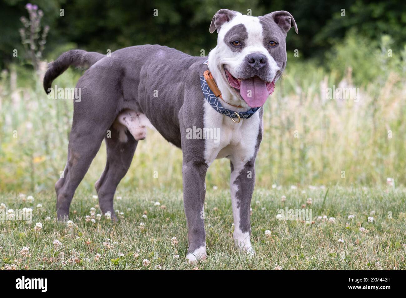 Pit Bulls adottabili nei rifugi per animali Foto Stock
