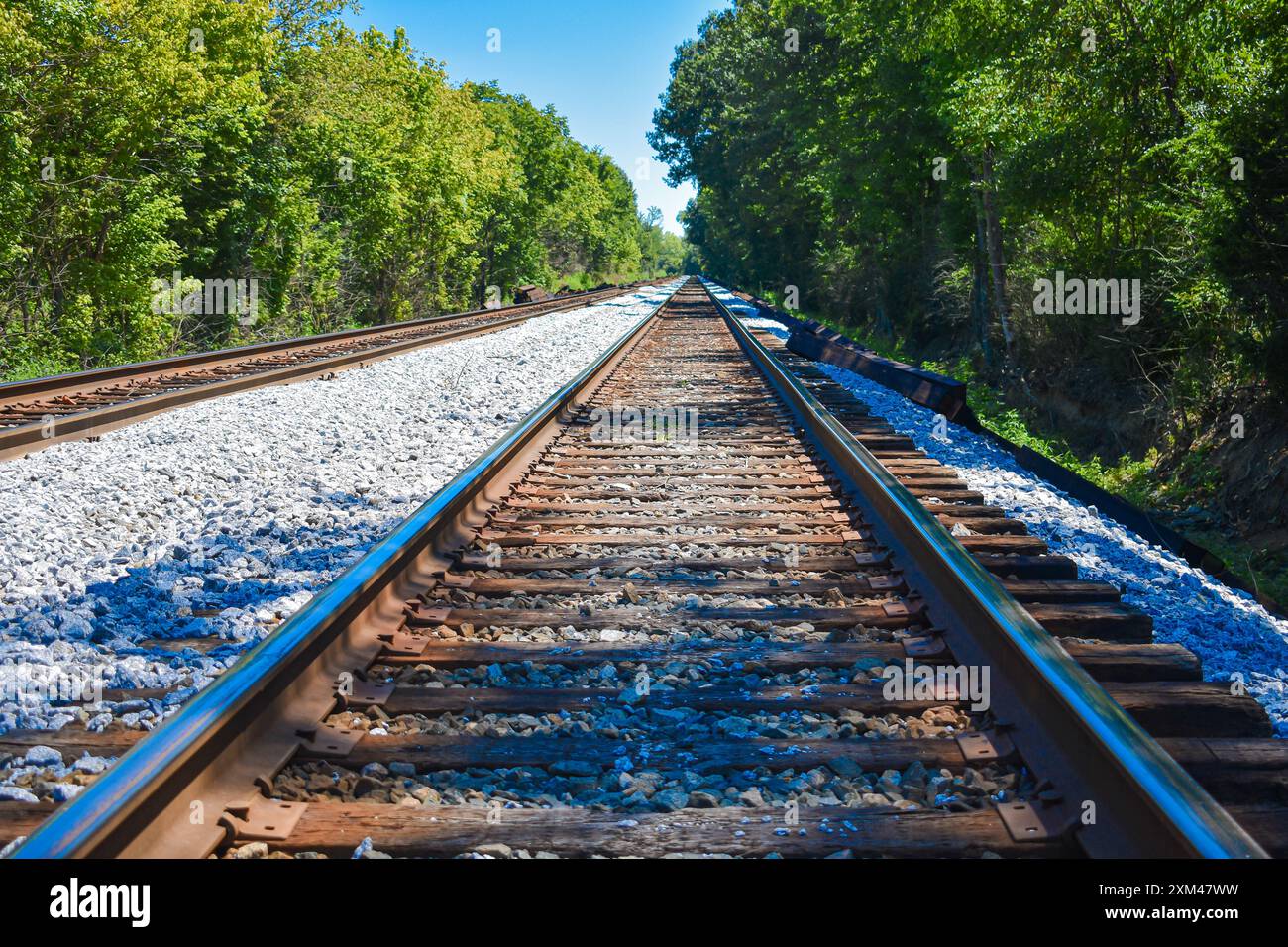 Binari ferroviari con aree boschive su entrambi i lati. Le linee di avanzamento dei binari si affievoliscono dritte in distanza. Foto Stock