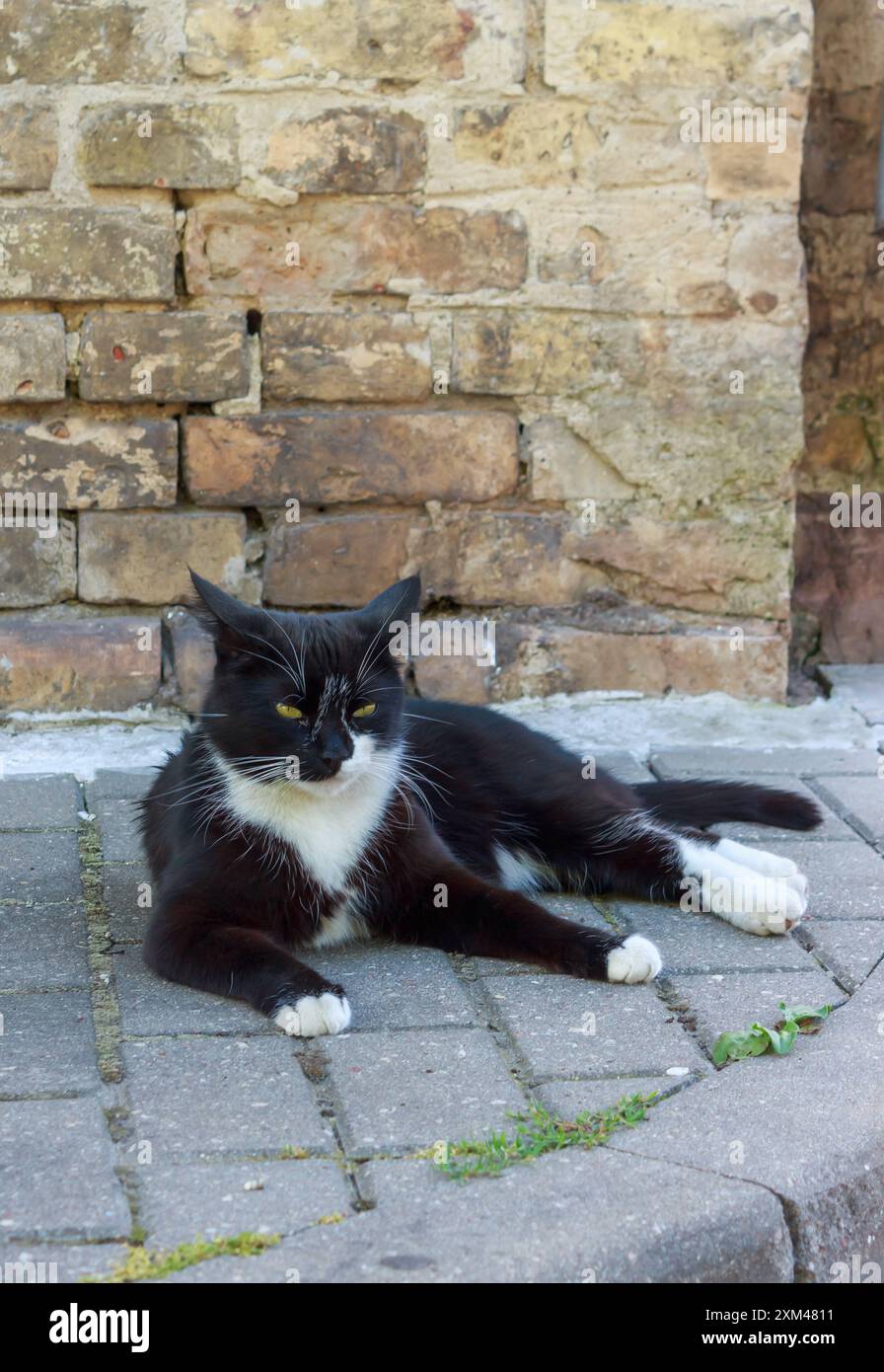 Gatto nero che riposa al sole Foto Stock