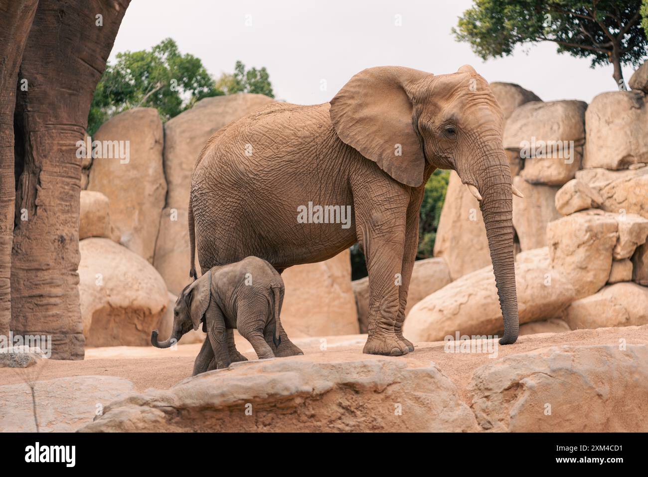 Un elefante africano adulto e il suo vitello camminano insieme su un terreno roccioso. L'immagine enfatizza il legame e l'ambiente ostile, evidenziando il comportamento naturale e la conservazione. Foto Stock