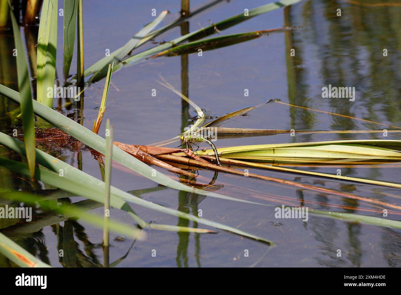 Libellula di Falco del Sud - Aeshna cyanea - che dedica uova in un lago, Cardiff, Galles del Sud. Data: Luglio 2024 Foto Stock
