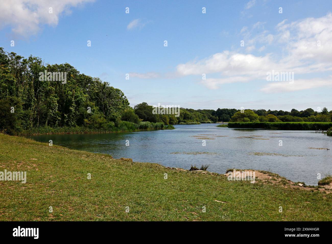 Lago Western Conservation - Cosmeston Lakes and Country Park, Penarth, Cardiff, Galles del Sud. Data: Luglio 2024 Foto Stock