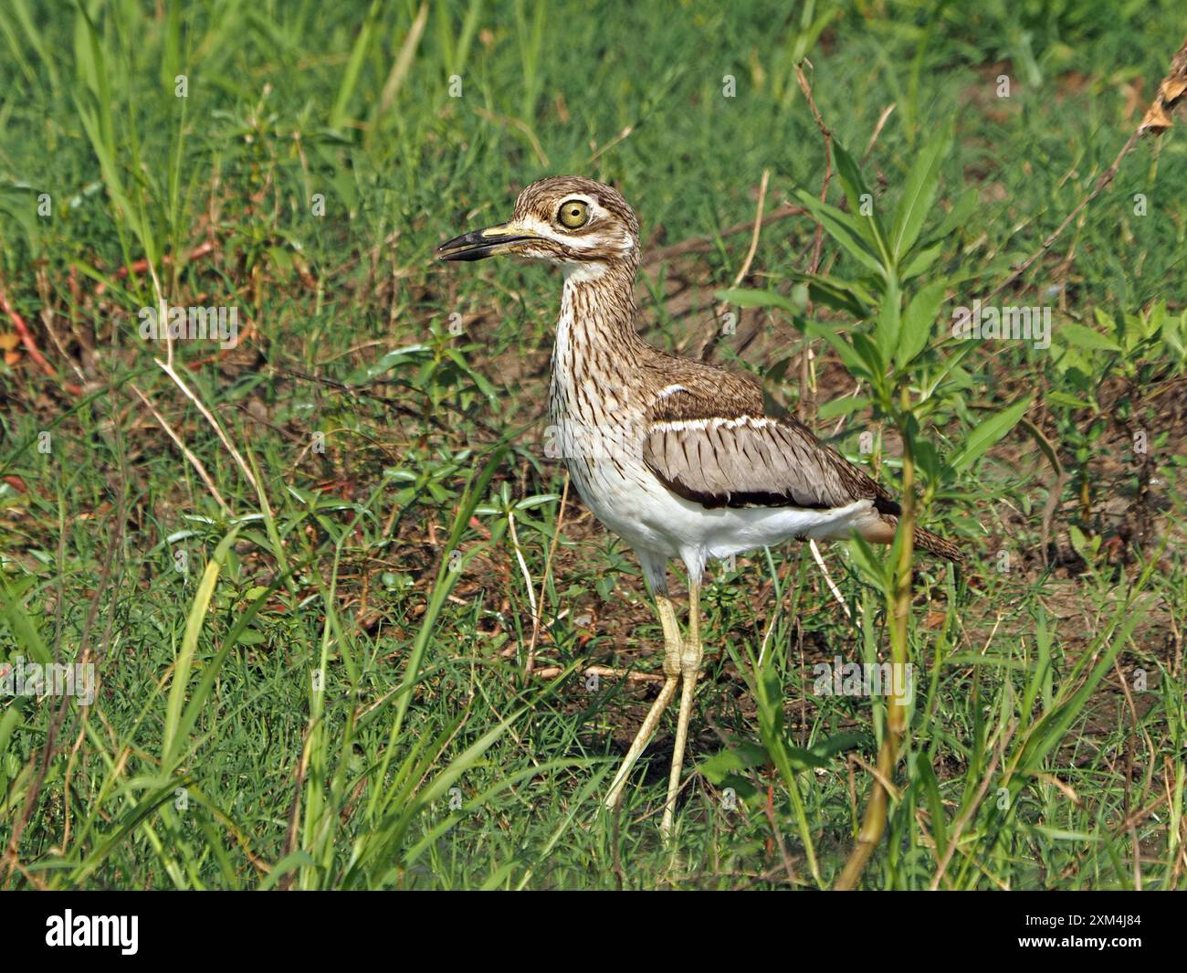 Ginocchio spesso (Burhinus vermiculatus), o dikkop d'acqua con piumaggio criptico sulle rive erbose del lago Manze, Parco Nazionale di Nyerere, Tanzania Foto Stock