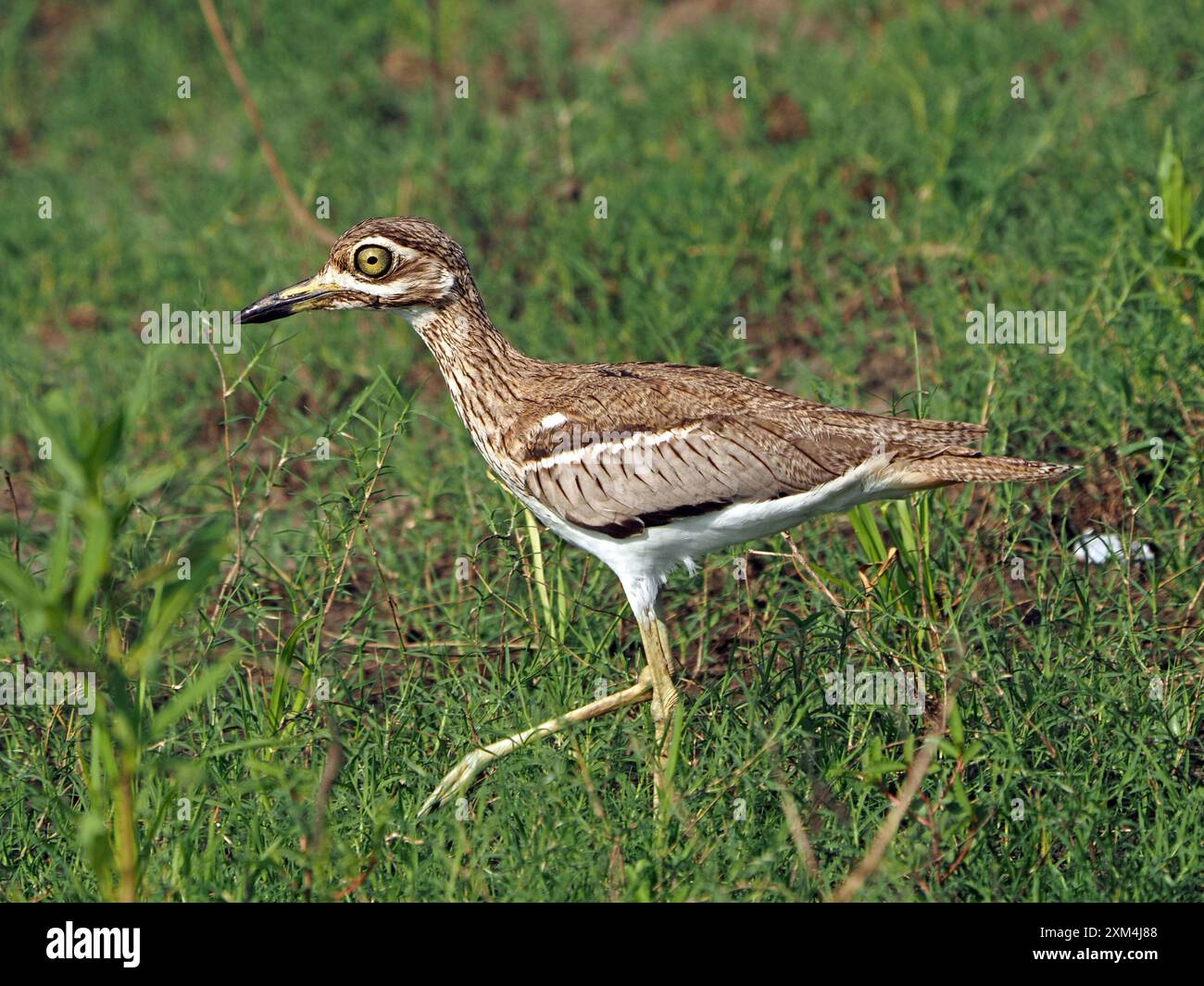 Ginocchio spesso (Burhinus vermiculatus), o dikkop d'acqua con strisciamento di piume criptico sulle rive erbose del lago Manze, Parco Nazionale di Nyerere, Tanzania Foto Stock