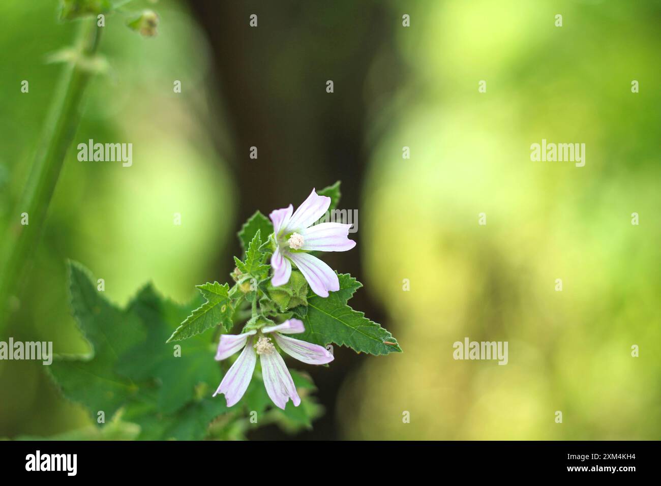 Primo piano su fiori di malto comuni. Fiore di torta al formaggio, erba di cavallo, malva di palude. Messa a fuoco selettiva. Foto Stock