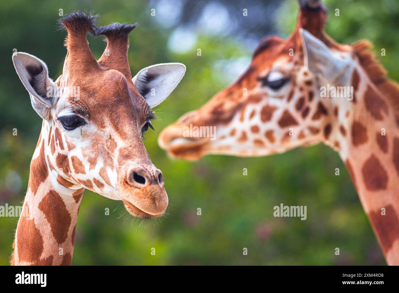 Foto ravvicinate di due teste di giraffa nella natura Foto Stock