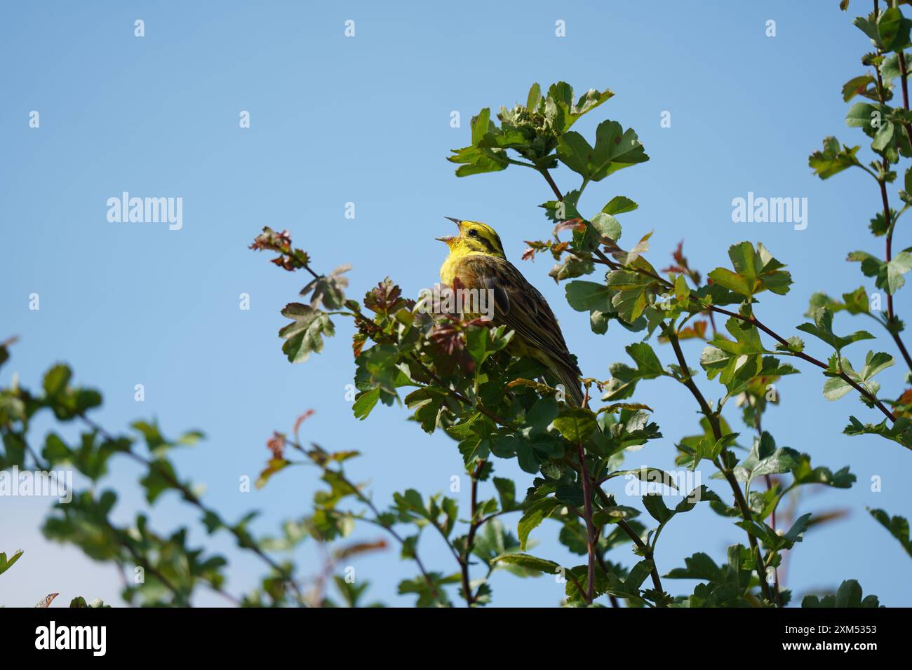 Yellowhammer canta in cima a una siepe nella campagna del Cambridgeshire a luglio Foto Stock