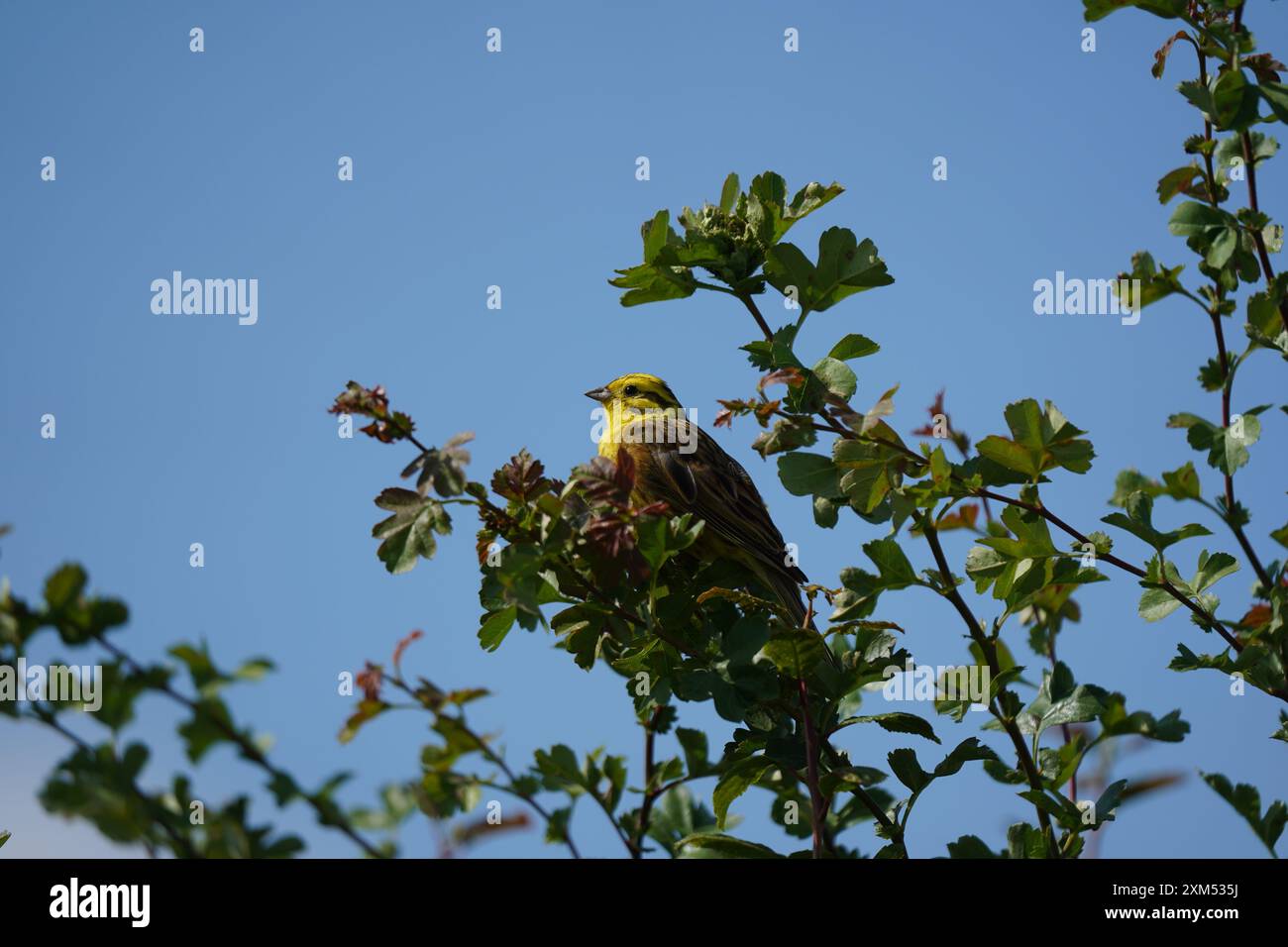 Yellowhammer arroccato in cima a una siepe, Cambridgeshire, Regno Unito, luglio Foto Stock