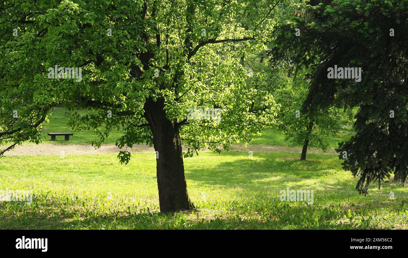 parco, alberi verdi e foglie. Foto Stock