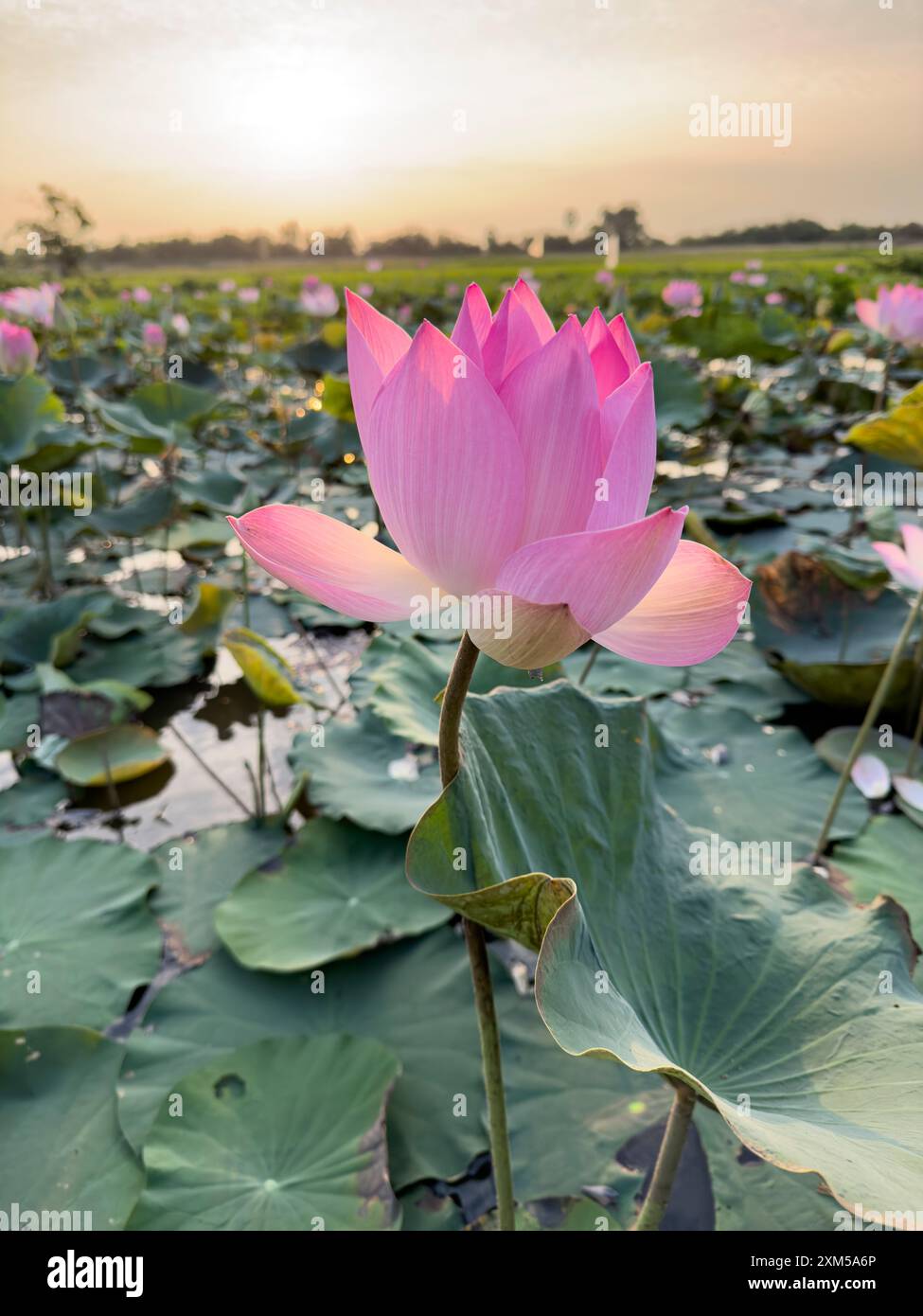 Loto sacro, Nelumbo nucifera, all'alba a Kampong Tralach, Cambogia. Foto Stock