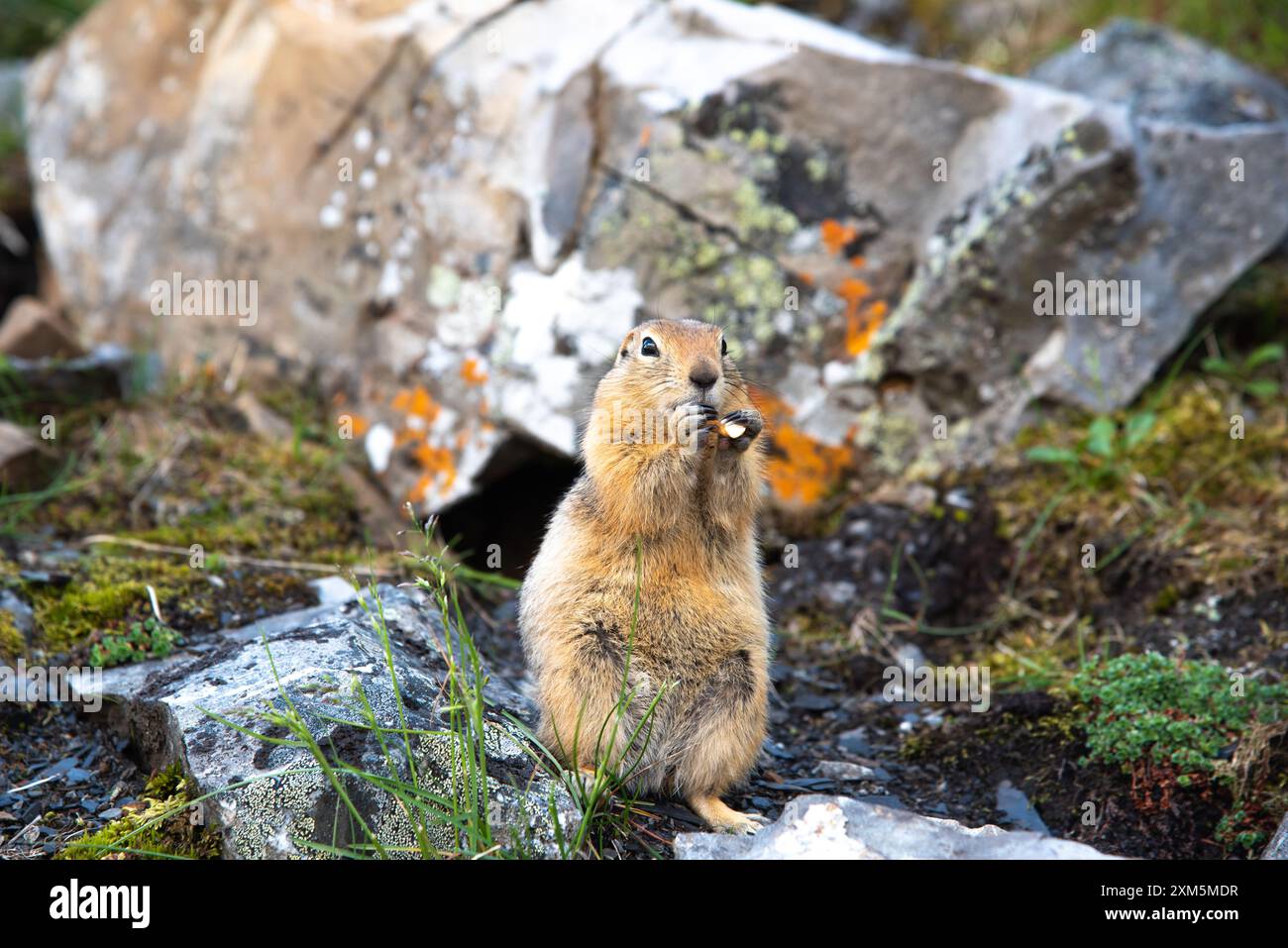 Adorabile scoiattolo marmotini in piedi a mangiare in natura, preso nel territorio dello Yukon, Canada durante l'estate. Foto Stock