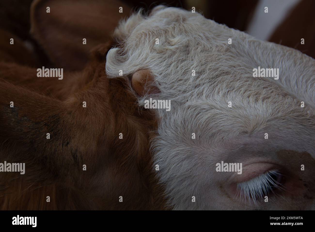 Piccolo corno sulla testa di una scena rurale di primo piano del bestiame Simmental Foto Stock