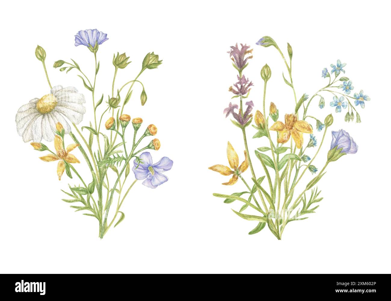 Mazzi di erbe selvatiche e fiori. Collezione di mazzi di acquerelli: Camomilla, tanscina, lavanda, lino, erba di San Giovanni. Matrimonio, ufficio, cartolina Foto Stock