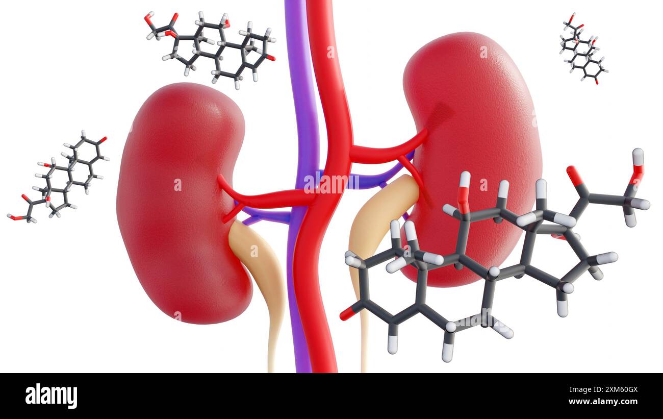 Rendering 3D della molecola e del rene dell'ormone steroideo del cortisolo. Essere stressati può danneggiare la salute, soprattutto nei reni. Foto Stock