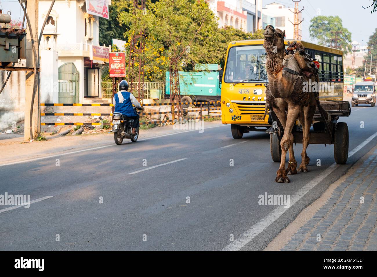 Rajasthan, India. 14 febbraio 2024 carrello trainante cammello in una strada di villaggio in India Foto Stock