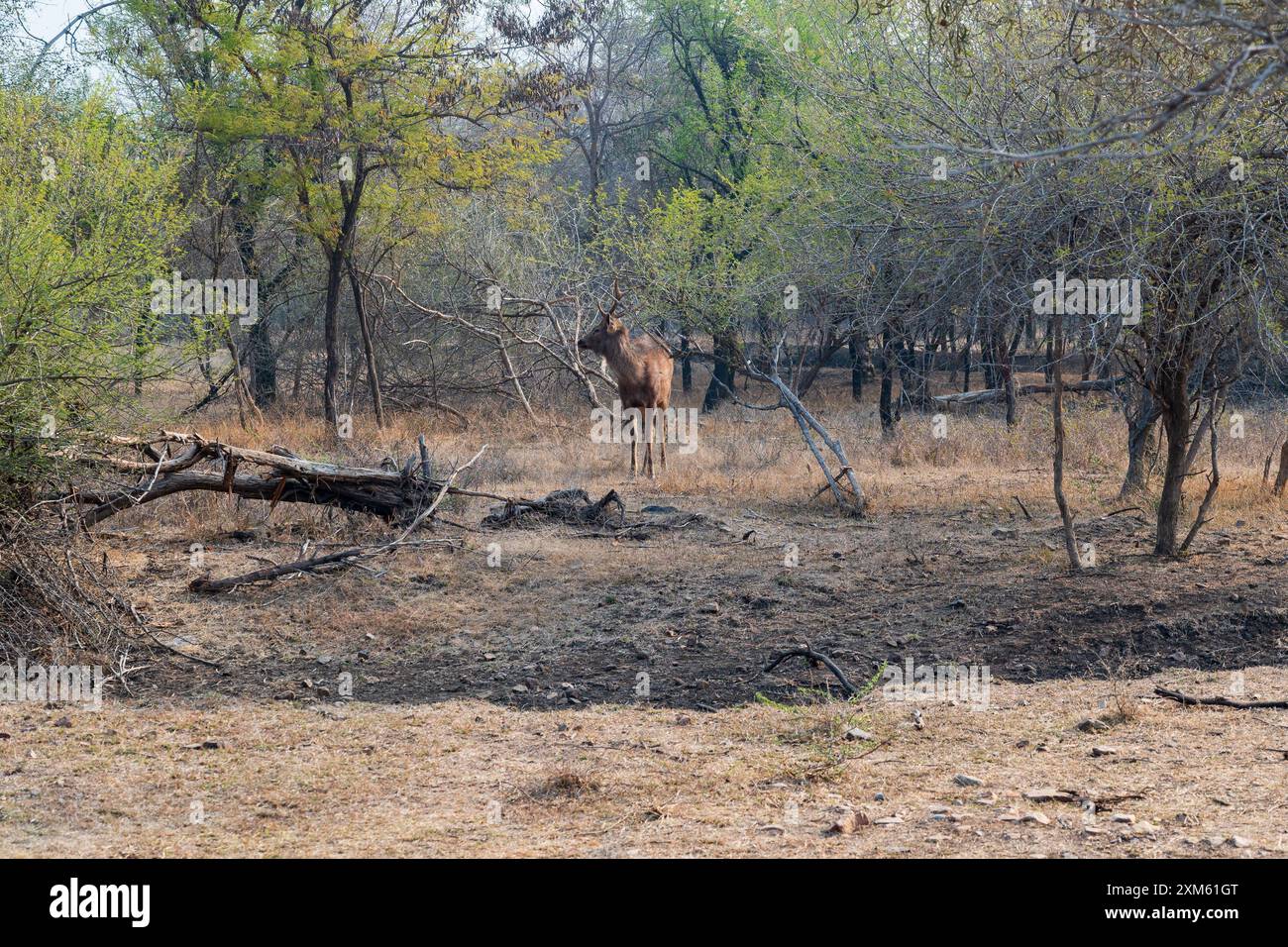 Rusa unicolor o sambar è un grande cervo originario del subcontinente indiano, della Cina meridionale e del sud-est asiatico che è elencato come una specie vulnerabile in Th Foto Stock