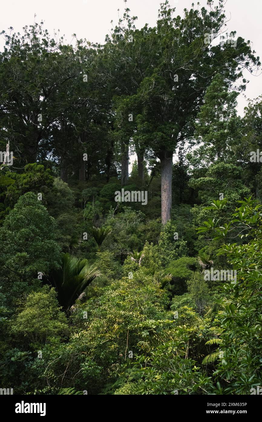 Maestoso albero di Kauri Foto Stock