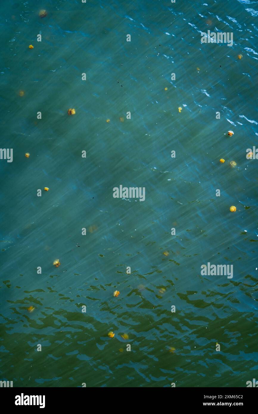 meduse che nuotano nell'acqua Foto Stock
