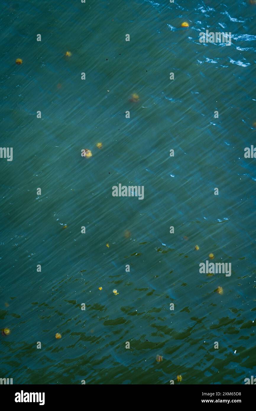 meduse che nuotano nell'acqua Foto Stock