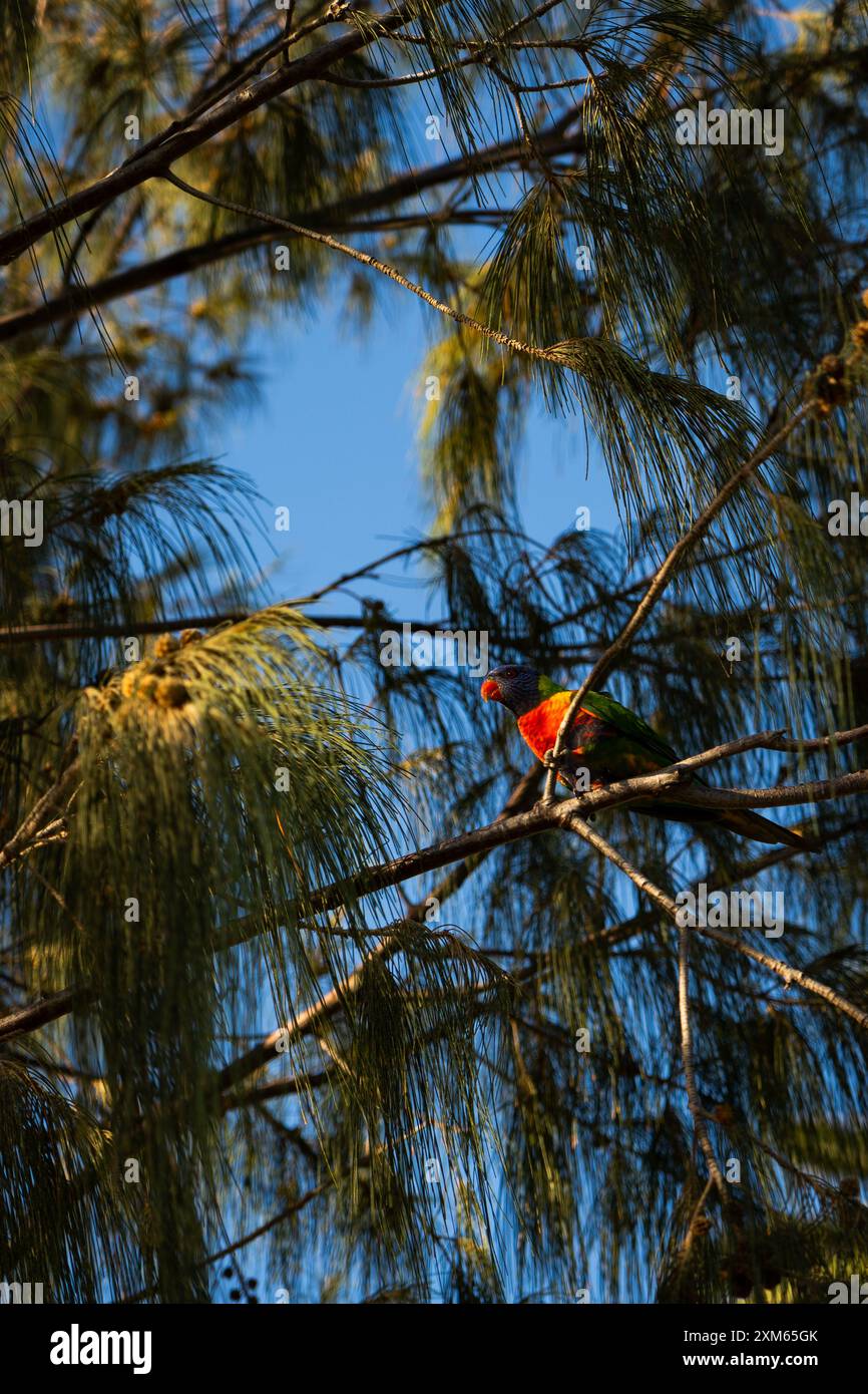 Pappagallo alato rosso che si aggira tra gli alberi Foto Stock