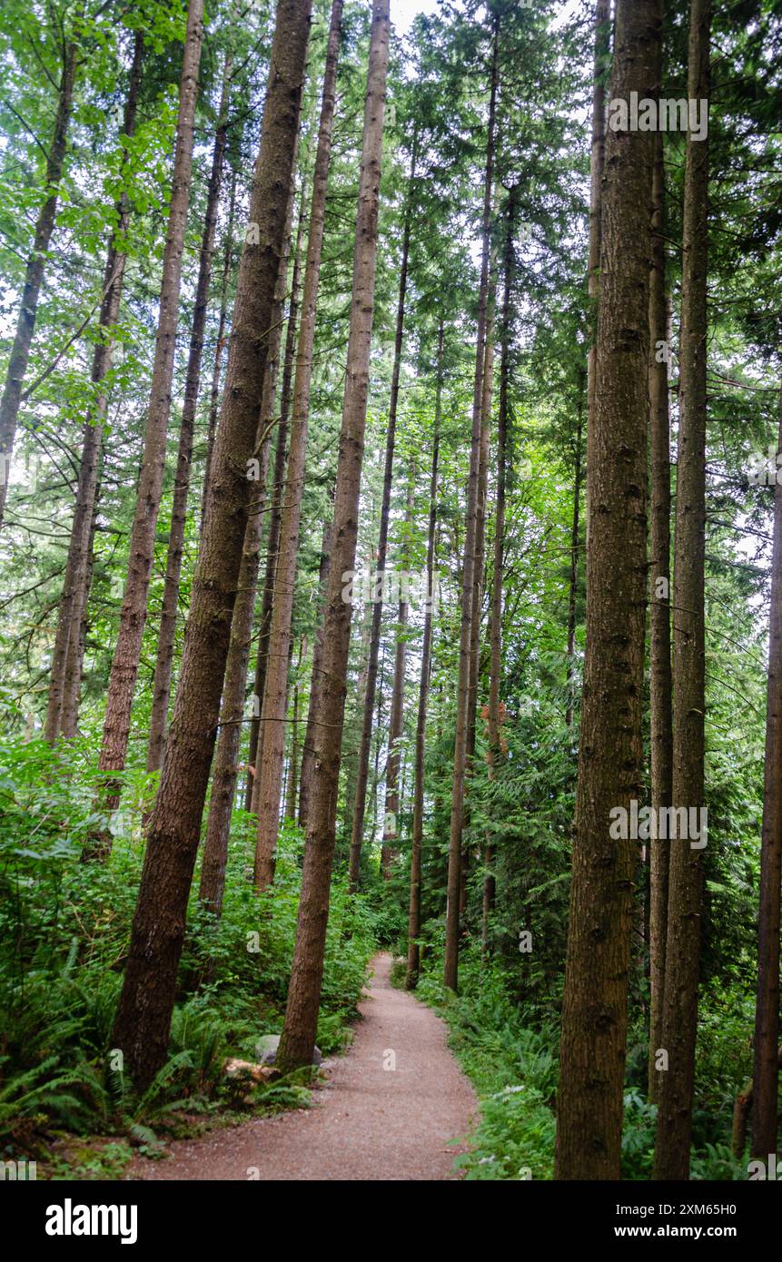 Un sentiero per passeggiate attraverso una folta pineta Foto Stock