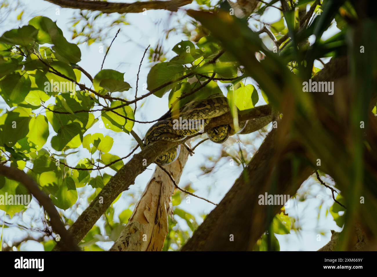 Noosa's Hidden Wildlife Foto Stock