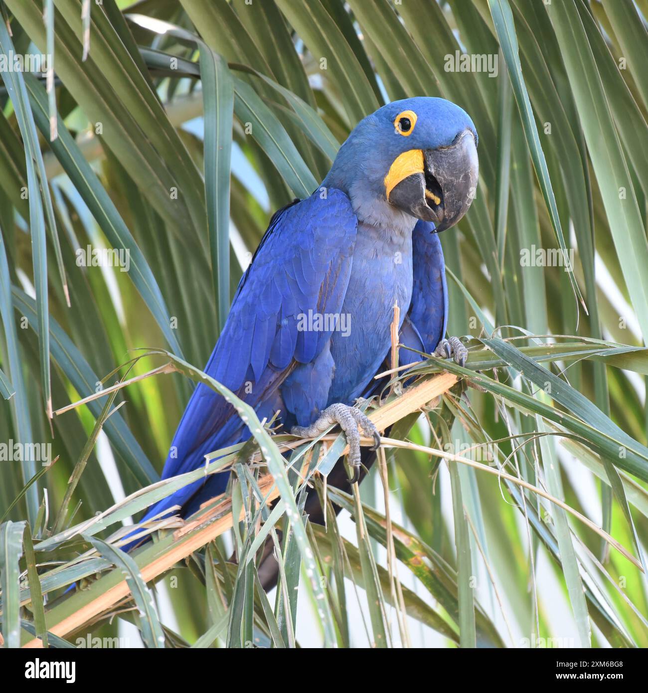 Hyacinth Macaw ( Anodorhynchus hyacinthinus) che si forgia in una palma Foto Stock