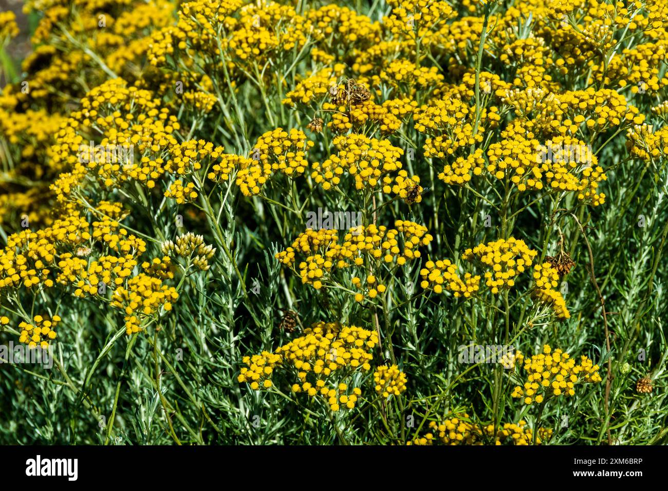 Le luminose piante di Helichrysum Stoechas fioriscono nell'habitat naturale durante le ore diurne Foto Stock