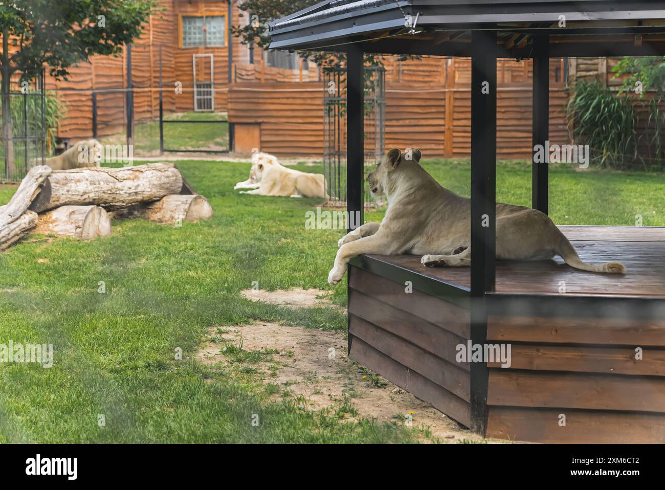 tigre del bengala bianca che riposa nel giardino dello zoo, alberi verdi ed erba. Foto di alta qualità Foto Stock