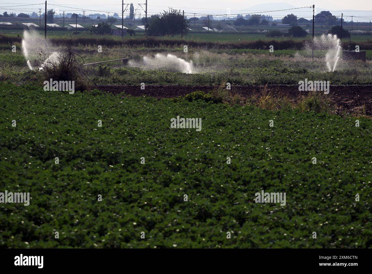 Annaffiare campi con piantagione di cotone con irrigatori . Foto Stock