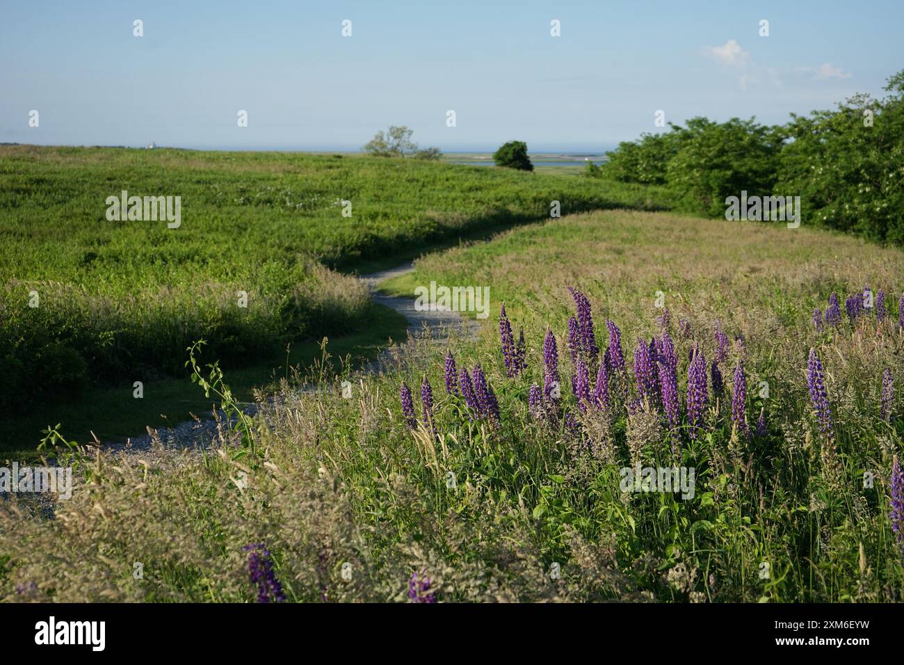 Percorso attraverso il campo al Cape Cod National Seashore Foto Stock
