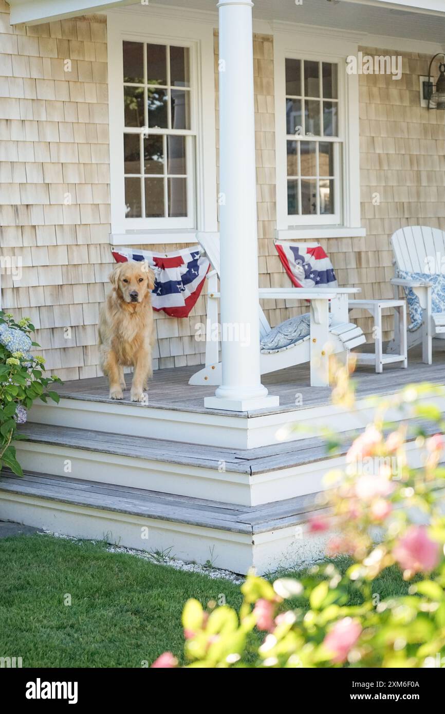 Golden Retriever in piedi sul portico anteriore di Cape Cod Foto Stock