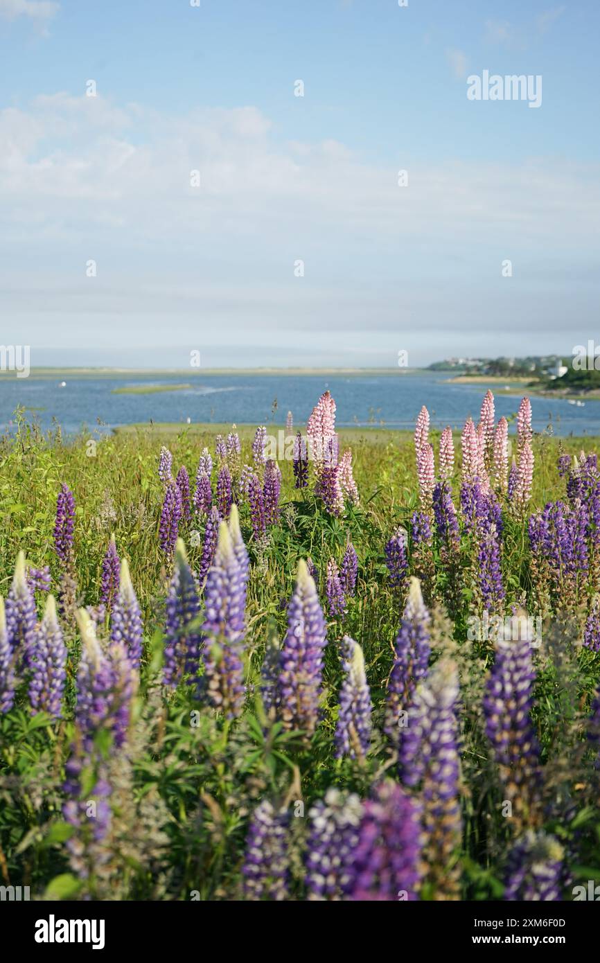 Fiori selvatici di Coasta Lupine al Cape Cod National Seashore Foto Stock