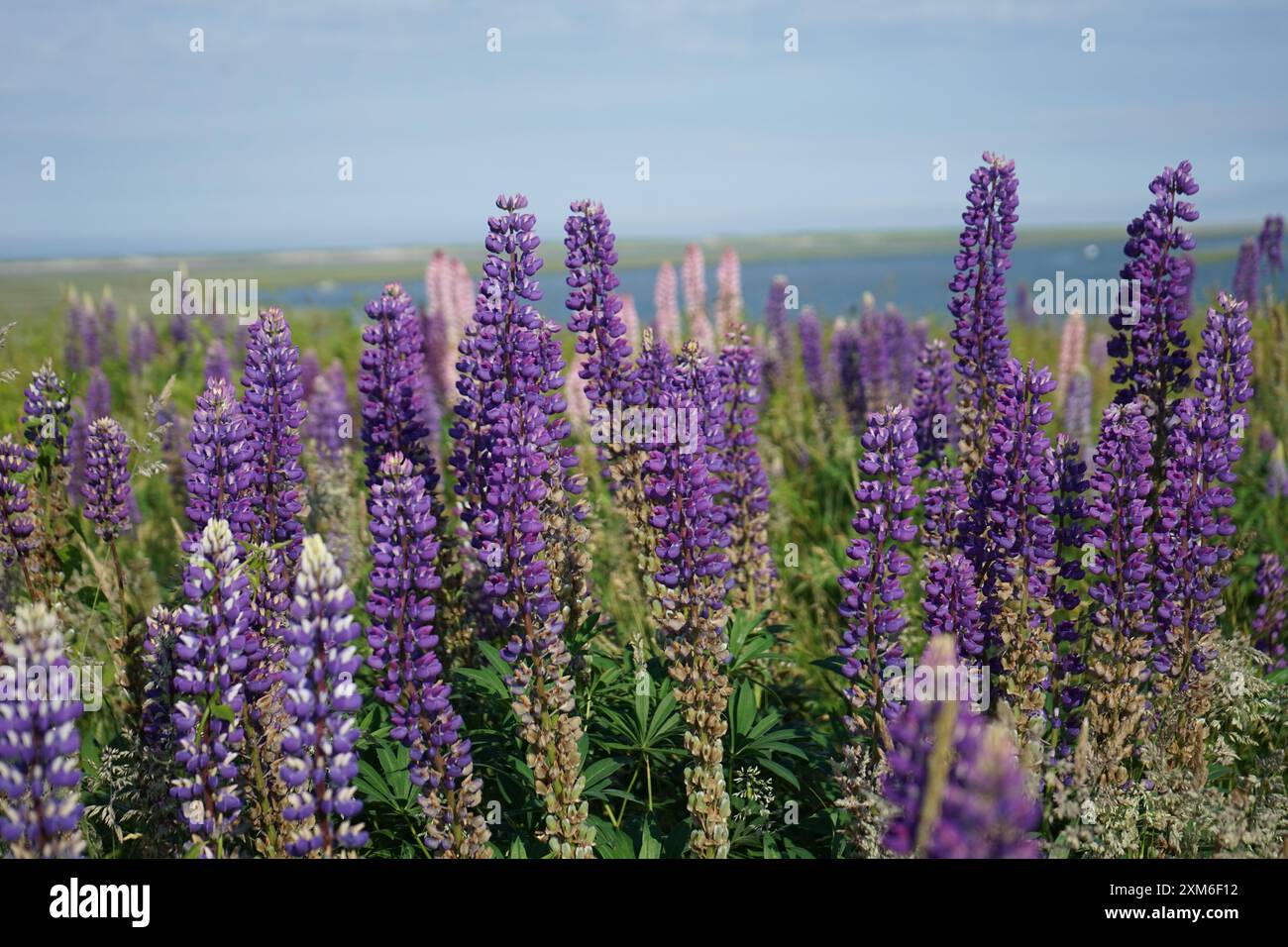 Primo piano dei fiori di Lupine (Lupinus) al Cape Cod National Seashore Foto Stock