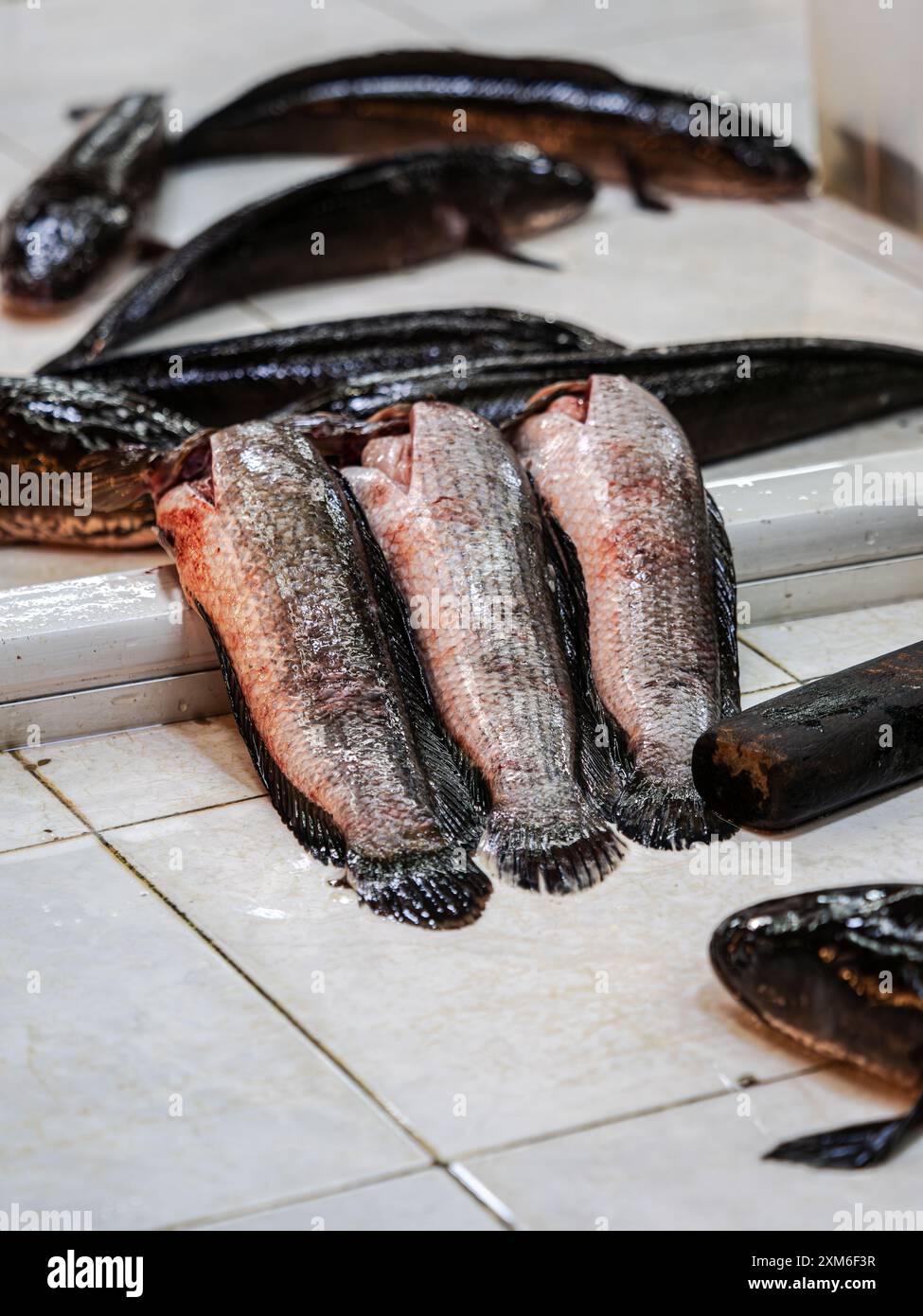 Quattro pesci di testa di serpente giacevano su un pavimento piastrellato bianco, puliti e pronti per la vendita Foto Stock