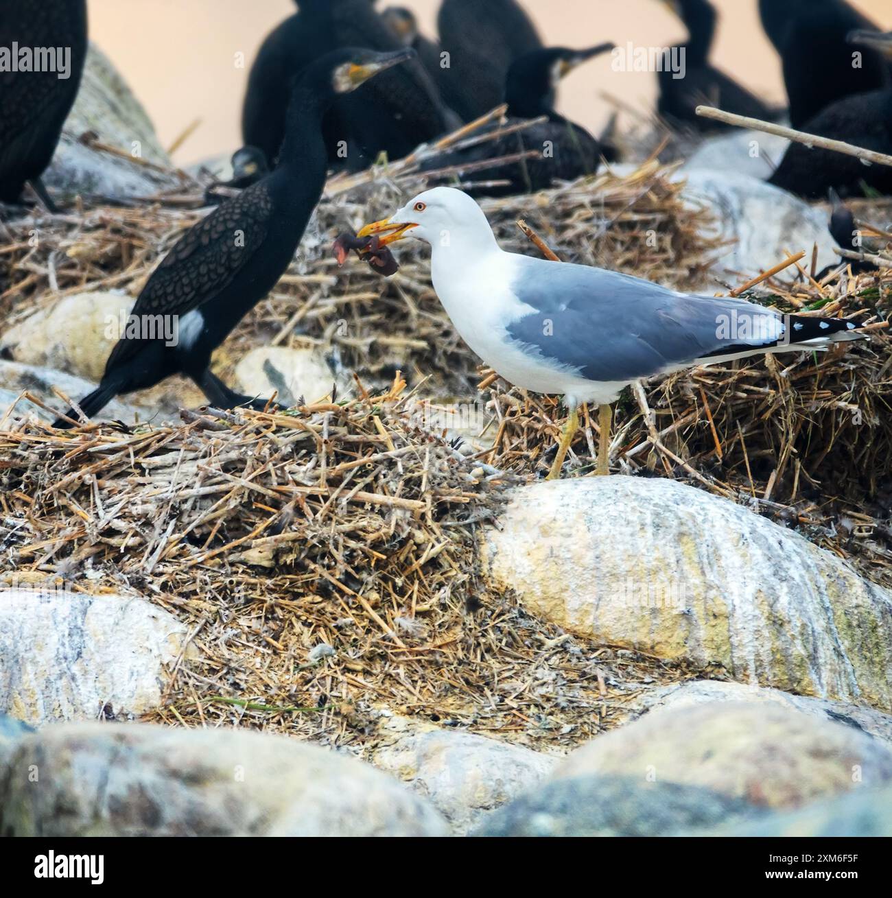 Predazione, mangiare pulcini piccoli. Colonia di cormorani (Phalacrocorax carbo sinensis) sull'isola baltica. I gabbiani delle aringhe (Larus argentatus) nidificano nelle vicinanze e. Foto Stock