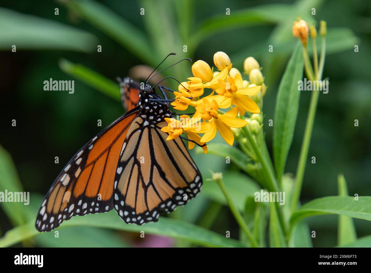 Farfalla Monarch che si nutre di fiori gialli luminosi. Foto Stock