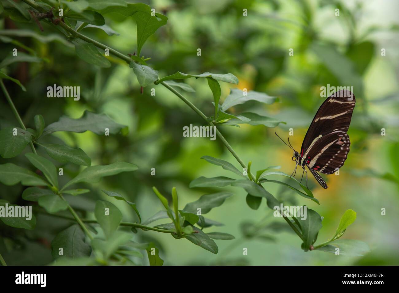 Farfalla zebra con ali a righe appoggiate su foglie verdi Foto Stock