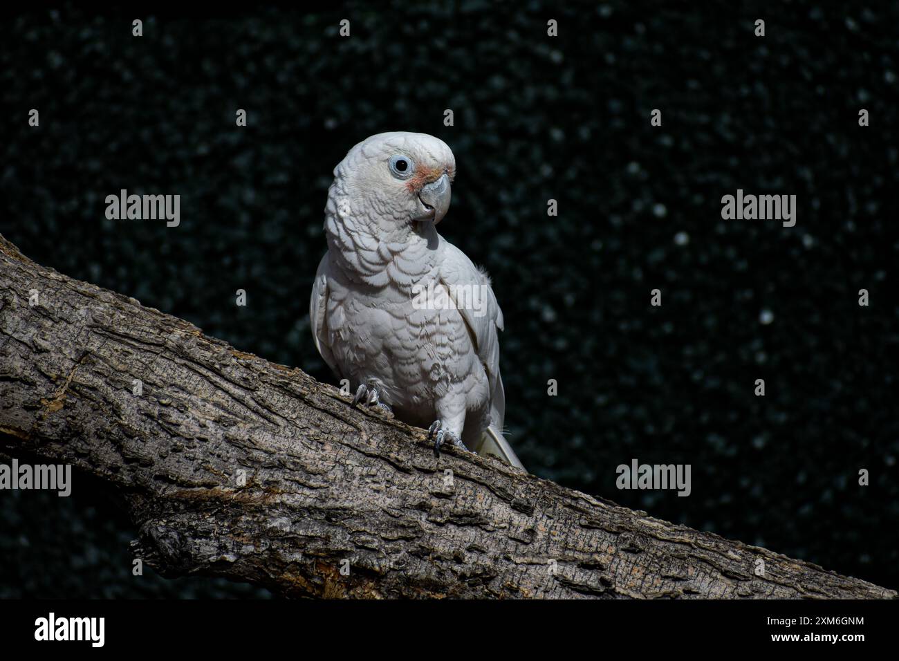 Assicurati di avere il mio lato buono Foto Stock